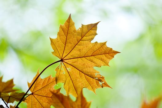 Maple leaves in spring