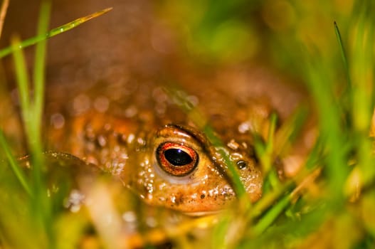 Common toad in the grass