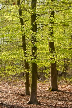 Forest impressions in spring