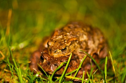 Common toad in the grass