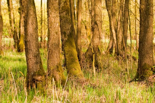 Forest impressions in spring