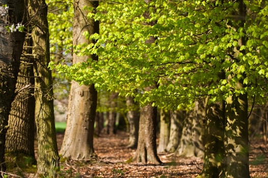 Forest impressions in spring