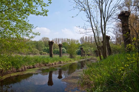 Willows in spring