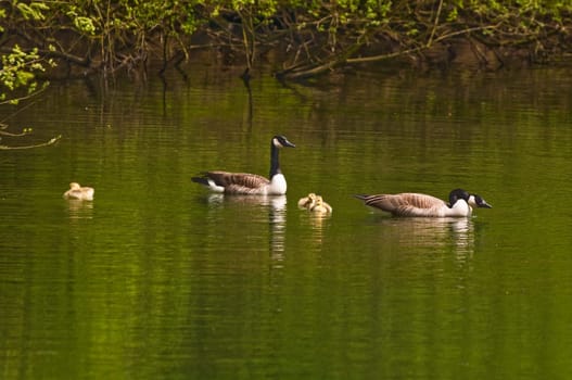 Canada Gaense on the Lower Rhine