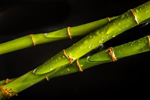 Bamboo water background