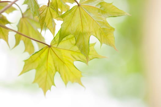 Maple leaves in spring