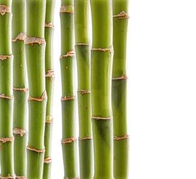 Bamboo background
