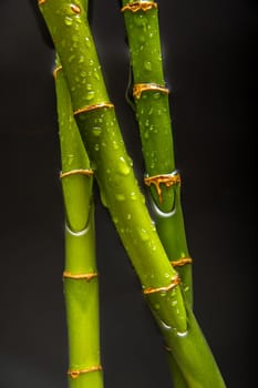 Drops on bamboo