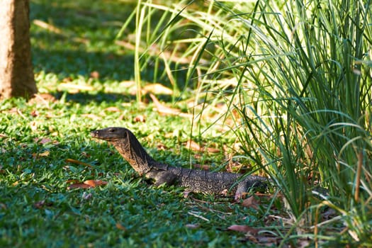 Monitor Lizard