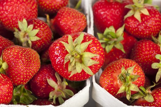 Strawberry season - Freshly picked strawberries in light cardboard boxes