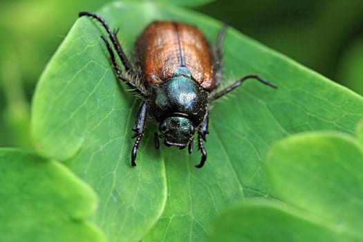 A garden leaf beetle or June beetle
