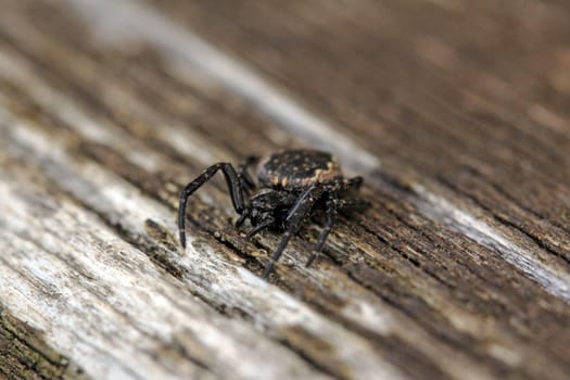 Close-up of a black wheel web spider