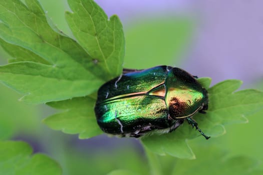 Rose chafer