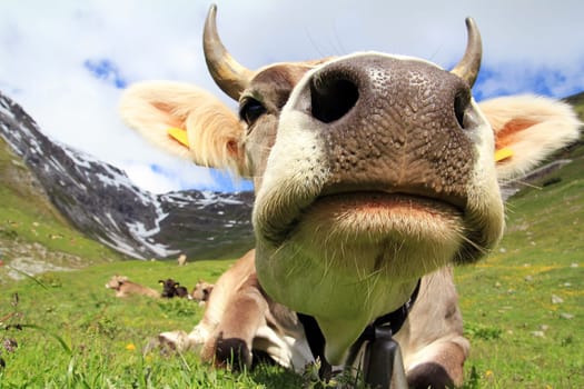 The cow on the Stelvio Pass
