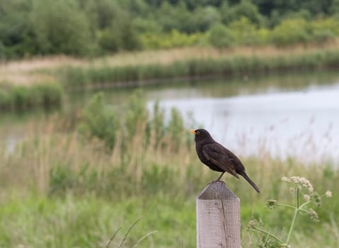 a blackbird on a fence post