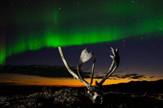 Old deer skull with antlers against the backdrop of the aurora borealis.