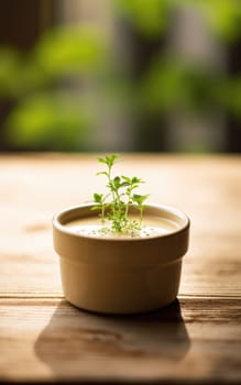 A small plant growing in a bowl on a table