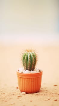 Small cactus in a pot on a sandy surface