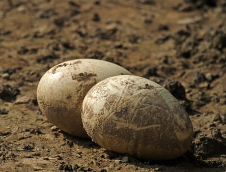 Ostrich eggs