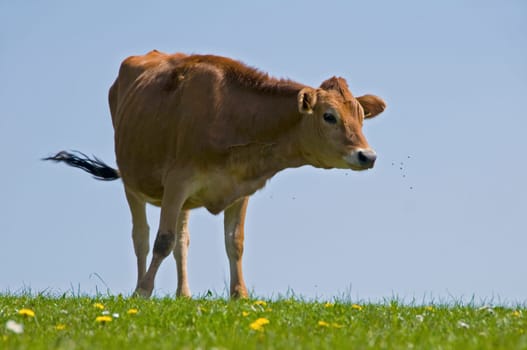 Cow
