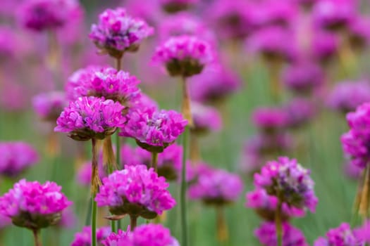 Cloves