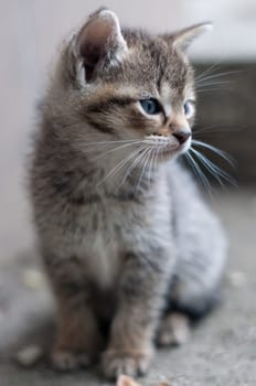 portrait of young kitty
