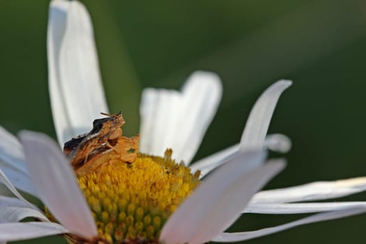 Devils during mating