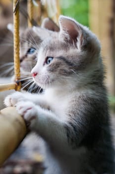 little kitten sit on hand