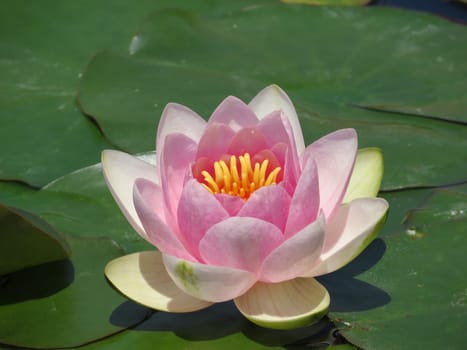 pink water lily - Nymphaea