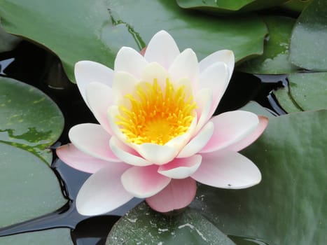 pink water lily - Nymphaea