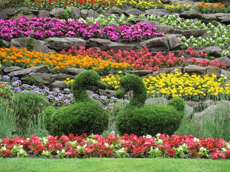 Boxwood swans - Buxus sempervirens