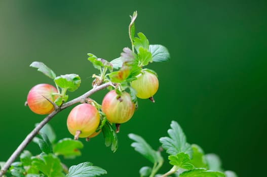 gooseberries