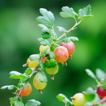 gooseberries