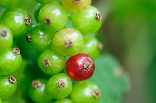 gooseberries