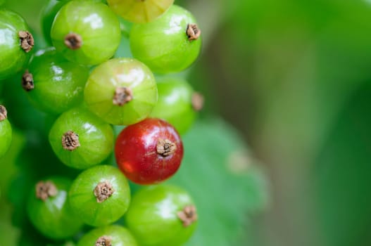 gooseberries