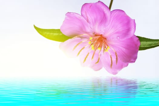 Pink  flower