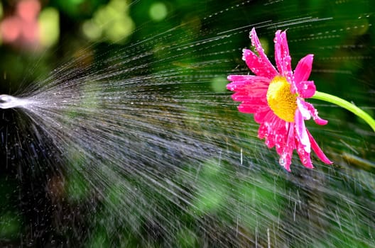 flower,water,splash,garden,water,macro,water drops,dripping,jet,fresh,movement,splashing,freshness,summer,green,coneflower,plant,pink