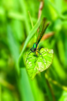 Banded demoiselle - Calopteryx splendens - female in a macro image