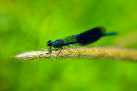 Banded demoiselle - Calopteryx splendens in a macro image