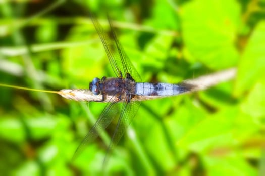 Flat belly - Libellula depressa in a macro image