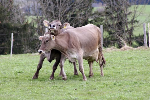 Arguing dairy cows