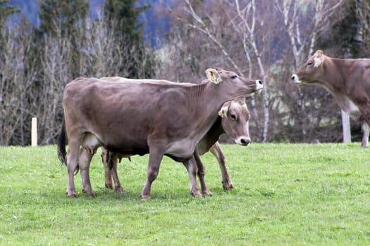 Arguing dairy cows