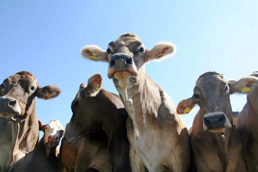 Allgäu cows