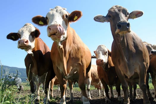 Allgäu cows