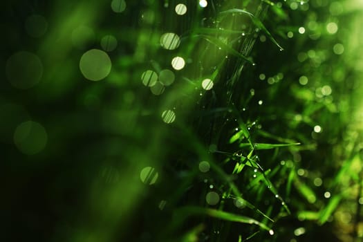 Meadow grass