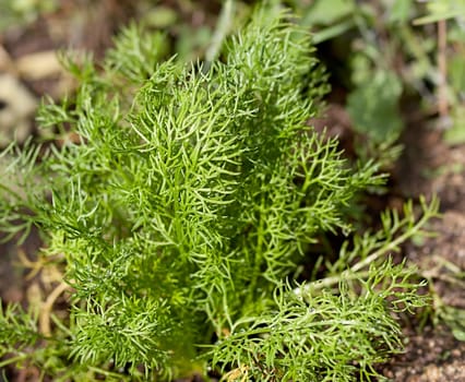 Fresh live German chamomile Matricaria chamomilla scented mayweed green herb growing in garden