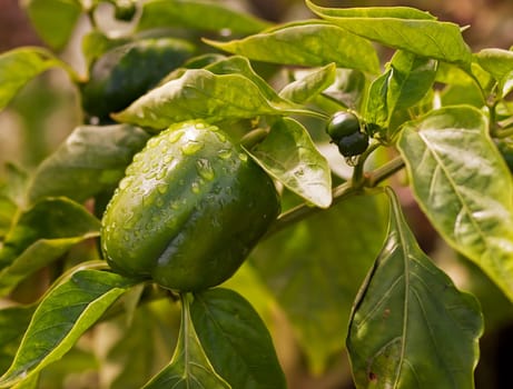 Fresh green produce growing organic healthy capsicum in garden