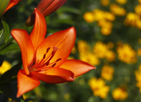 close view at the lily