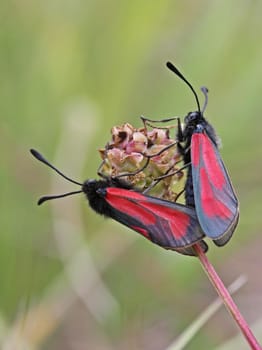 Thyme ram (Zygaena purpuralis) mating
