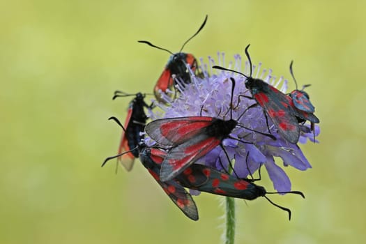 Six-spotted rams and thyme rams on widow's flower
